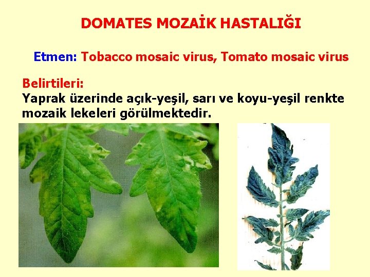 DOMATES MOZAİK HASTALIĞI Etmen: Tobacco mosaic virus, Tomato mosaic virus Belirtileri: Yaprak üzerinde açık-yeşil,