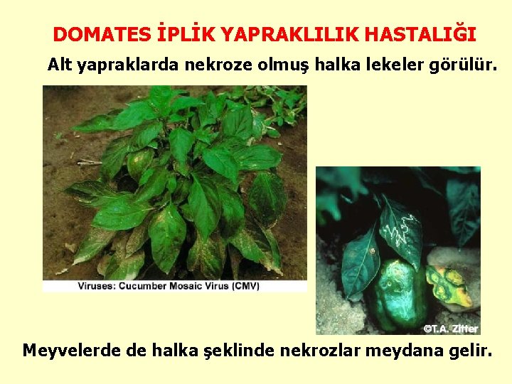 DOMATES İPLİK YAPRAKLILIK HASTALIĞI Alt yapraklarda nekroze olmuş halka lekeler görülür. Meyvelerde de halka