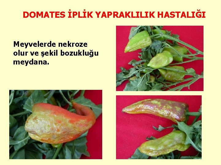 DOMATES İPLİK YAPRAKLILIK HASTALIĞI Meyvelerde nekroze olur ve şekil bozukluğu meydana. 