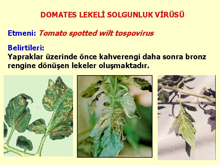 DOMATES LEKELİ SOLGUNLUK VİRÜSÜ Etmeni: Tomato spotted wilt tospovirus Belirtileri: Yapraklar üzerinde önce kahverengi