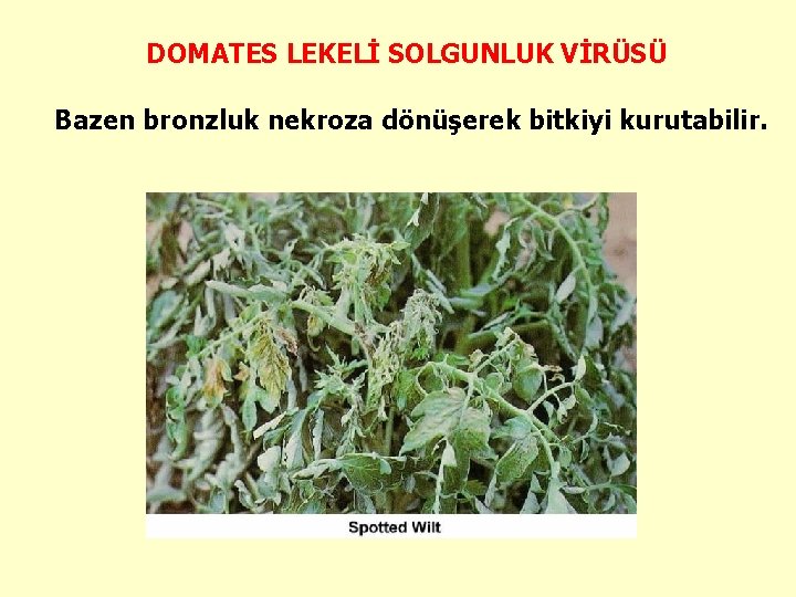 DOMATES LEKELİ SOLGUNLUK VİRÜSÜ Bazen bronzluk nekroza dönüşerek bitkiyi kurutabilir. 