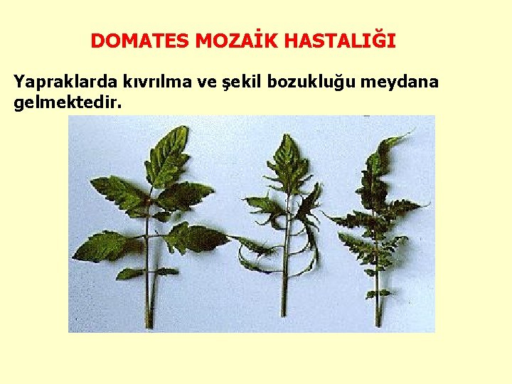 DOMATES MOZAİK HASTALIĞI Yapraklarda kıvrılma ve şekil bozukluğu meydana gelmektedir. 