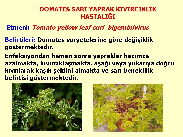 DOMATES SARI YAPRAK KIVIRCIKLIK HASTALIĞI Etmeni: Tomato yellow leaf curl bigeminivirus Belirtileri: Domates varyetelerine