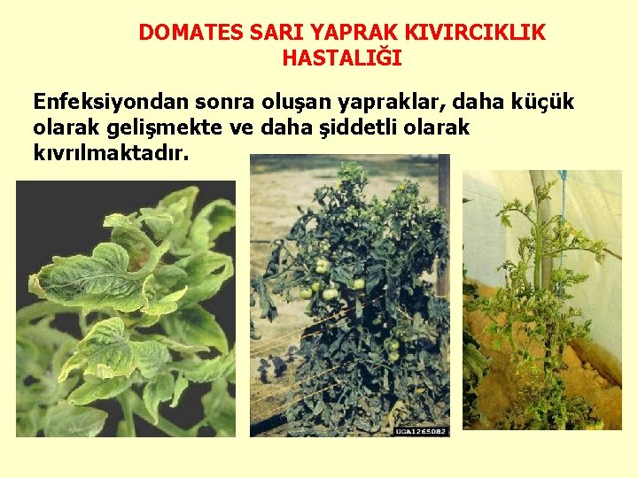 DOMATES SARI YAPRAK KIVIRCIKLIK HASTALIĞI Enfeksiyondan sonra oluşan yapraklar, daha küçük olarak gelişmekte ve