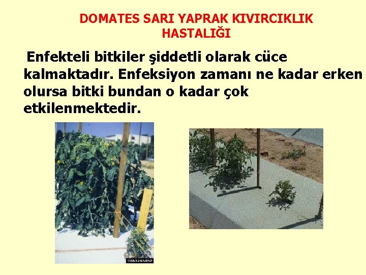 DOMATES SARI YAPRAK KIVIRCIKLIK HASTALIĞI Enfekteli bitkiler şiddetli olarak cüce kalmaktadır. Enfeksiyon zamanı ne