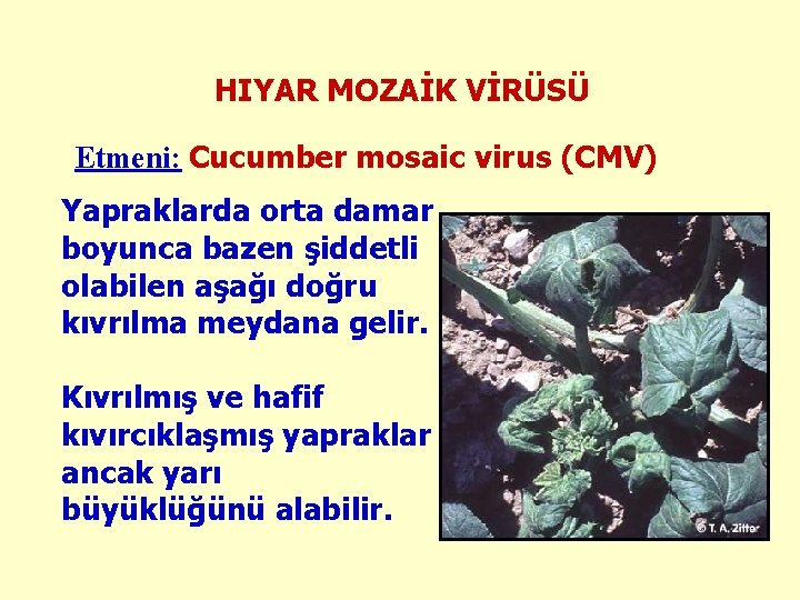 HIYAR MOZAİK VİRÜSÜ Etmeni: Cucumber mosaic virus (CMV) Yapraklarda orta damar boyunca bazen şiddetli