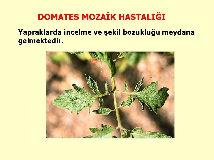 DOMATES MOZAİK HASTALIĞI Yapraklarda incelme ve şekil bozukluğu meydana gelmektedir. 