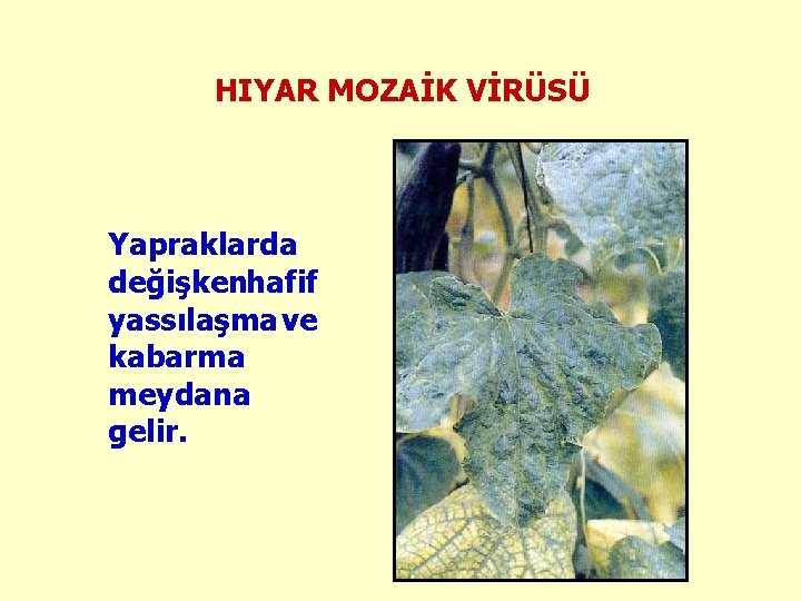 HIYAR MOZAİK VİRÜSÜ Yapraklarda değişken hafif yassılaşma ve kabarma meydana gelir. 