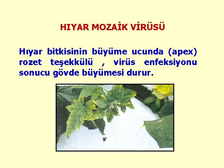 HIYAR MOZAİK VİRÜSÜ Hıyar bitkisinin büyüme ucunda (apex) rozet teşekkülü , virüs enfeksiyonu sonucu