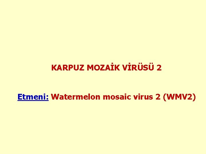 KARPUZ MOZAİK VİRÜSÜ 2 Etmeni: Watermelon mosaic virus 2 (WMV 2) 
