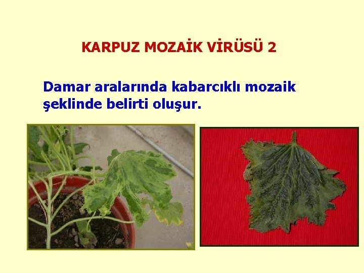 KARPUZ MOZAİK VİRÜSÜ 2 Damar aralarında kabarcıklı mozaik şeklinde belirti oluşur. 