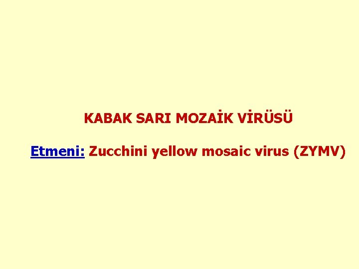 KABAK SARI MOZAİK VİRÜSÜ Etmeni: Zucchini yellow mosaic virus (ZYMV) 