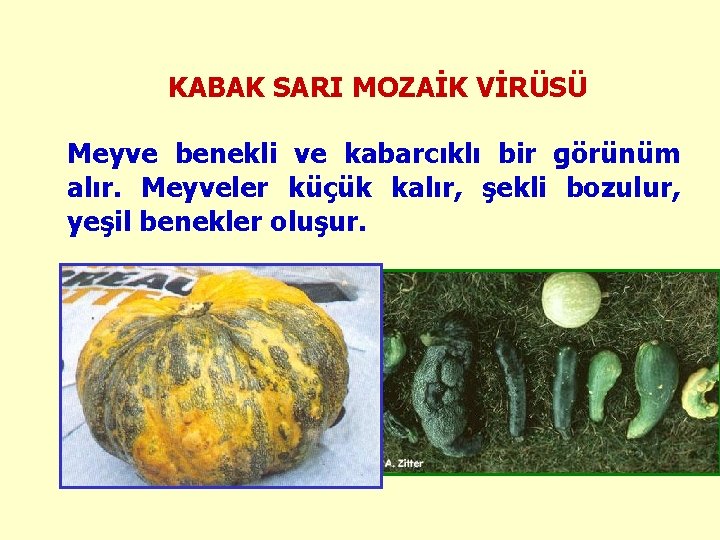 KABAK SARI MOZAİK VİRÜSÜ Meyve benekli ve kabarcıklı bir görünüm alır. Meyveler küçük kalır,