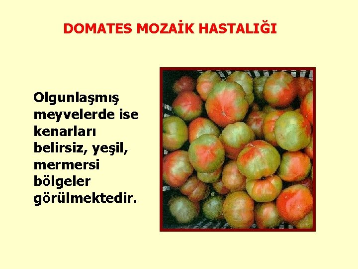 DOMATES MOZAİK HASTALIĞI Olgunlaşmış meyvelerde ise kenarları belirsiz, yeşil, mermersi bölgeler görülmektedir. 