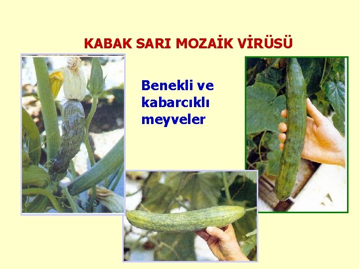 KABAK SARI MOZAİK VİRÜSÜ Benekli ve kabarcıklı meyveler 