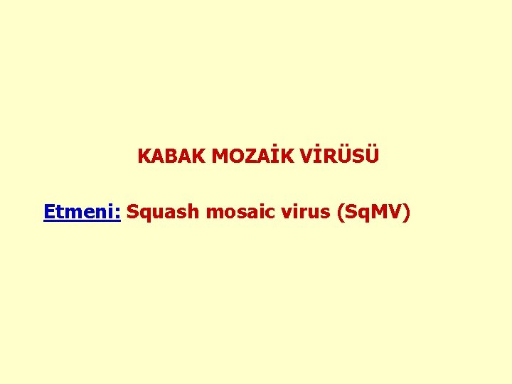 KABAK MOZAİK VİRÜSÜ Etmeni: Squash mosaic virus (Sq. MV) 