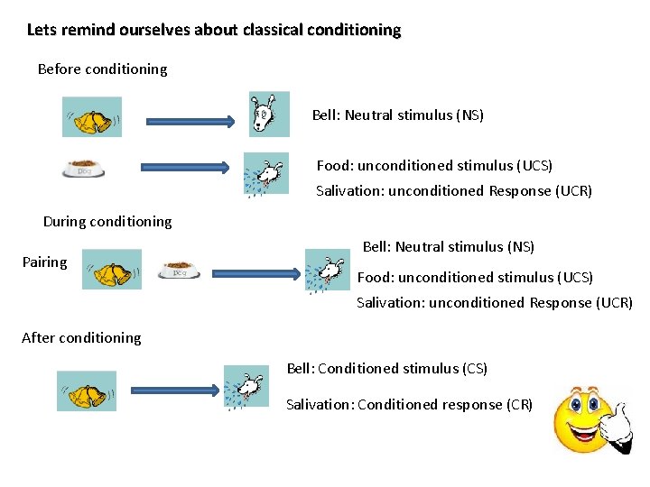 Lets remind ourselves about classical conditioning Before conditioning Bell: Neutral stimulus (NS) Food: unconditioned