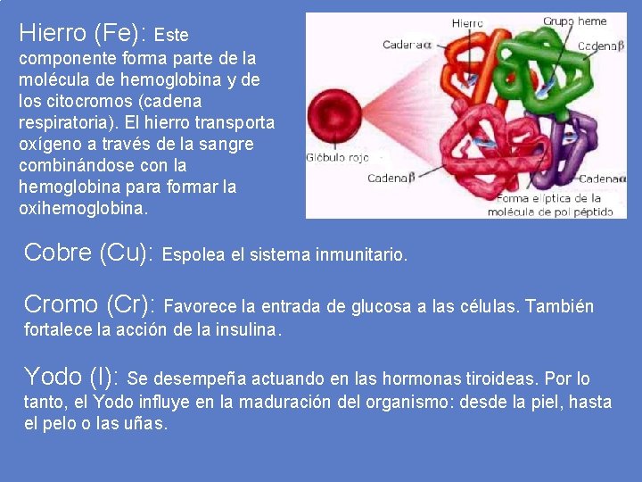 Hierro (Fe): Este componente forma parte de la molécula de hemoglobina y de los