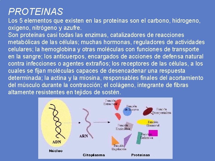 PROTEINAS Los 5 elementos que existen en las proteínas son el carbono, hidrogeno, oxigeno,