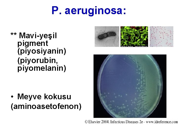 P. aeruginosa: ** Mavi-yeşil pigment (piyosiyanin) (piyorubin, piyomelanin) • Meyve kokusu (aminoasetofenon) 