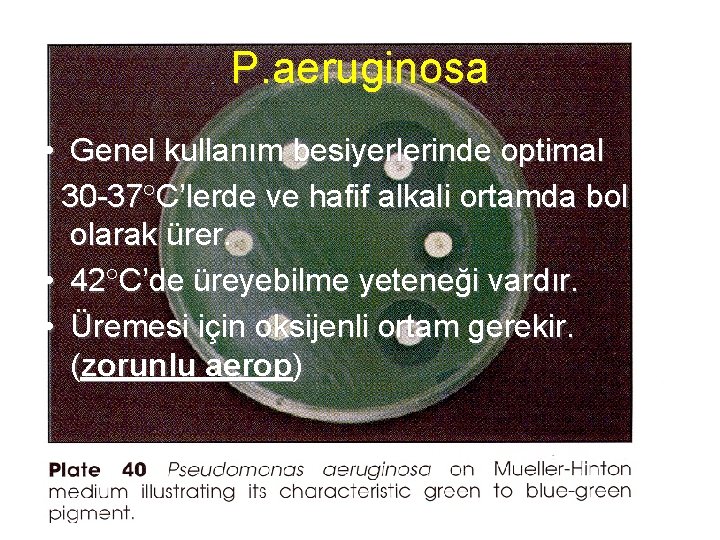 P. aeruginosa • Genel kullanım besiyerlerinde optimal 30 -37 C’lerde ve hafif alkali ortamda
