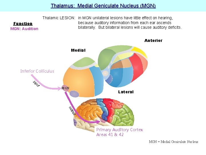 Thalamus: Medial Geniculate Nucleus (MGN) Function MGN: Audition Thalamic LESION: in MGN unilateral lesions
