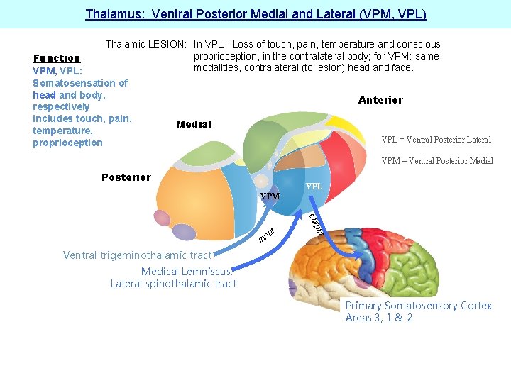 Thalamus: Ventral Posterior Medial and Lateral (VPM, VPL) Thalamic LESION: In VPL - Loss