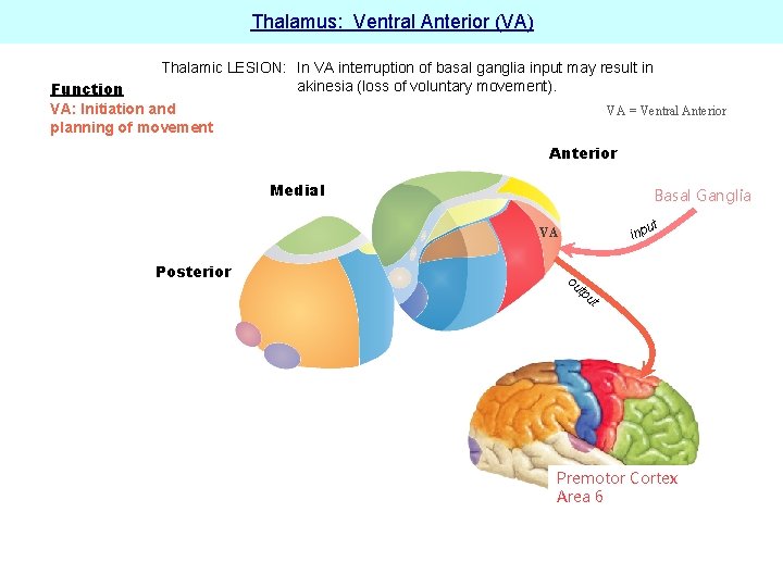 Thalamus: Ventral Anterior (VA) Thalamic LESION: In VA interruption of basal ganglia input may