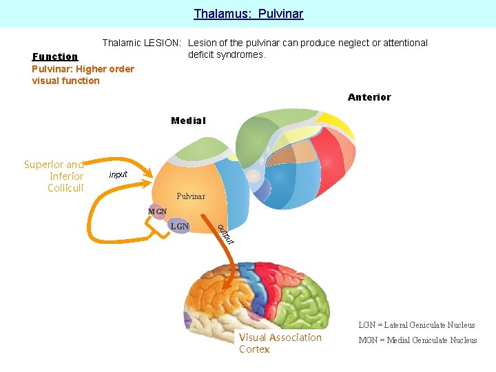 Thalamus: Pulvinar Thalamic LESION: Lesion of the pulvinar can produce neglect or attentional deficit