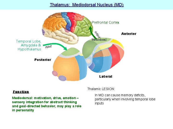Thalamus: Mediodorsal Nucleus (MD) Prefrontal Cortex t tpu ou Temporal Lobe, Amygdala & Hypothalamus