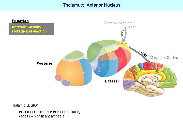 Thalamus: Anterior Nucleus Anterior: Memory storage and emotion Mammillothalamic Tract input Function Anterior ou