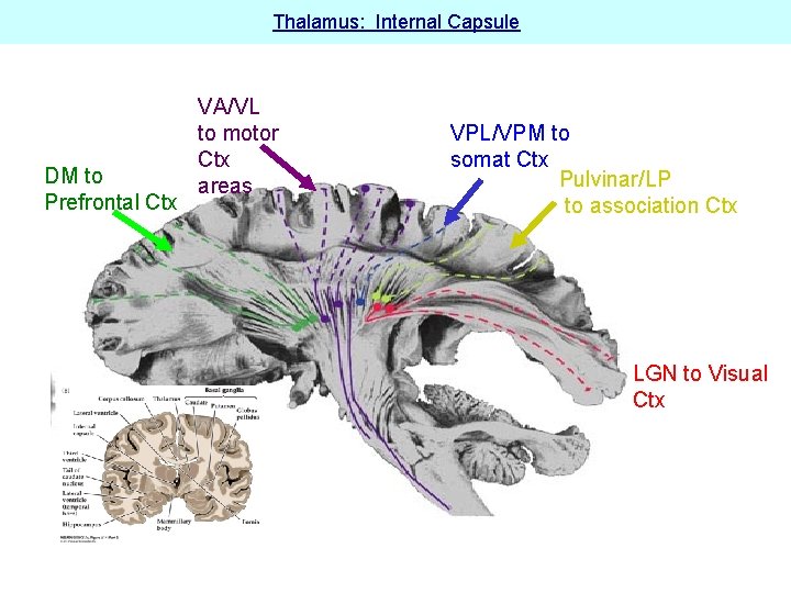 Thalamus: Internal Capsule DM to Prefrontal Ctx VA/VL to motor Ctx areas VPL/VPM to