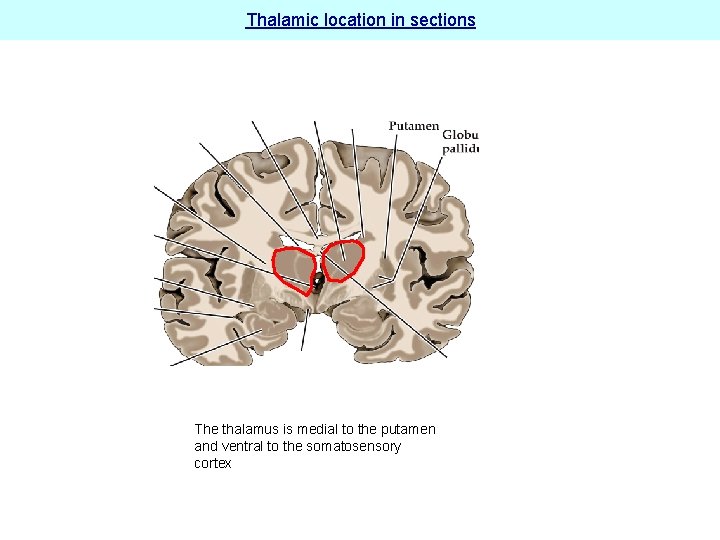 Thalamic location in sections The thalamus is medial to the putamen and ventral to