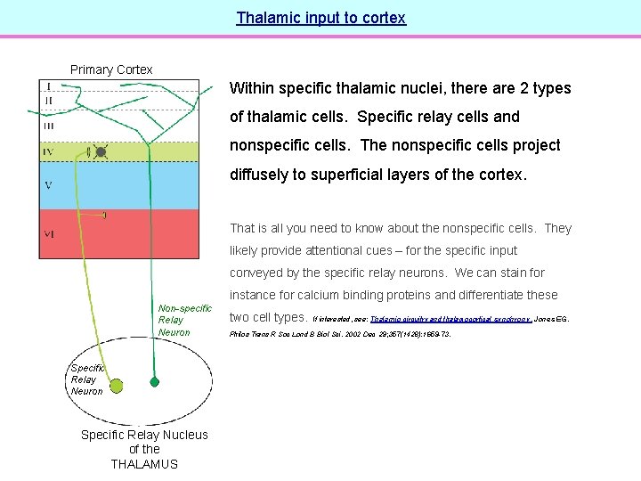 Thalamic input to cortex Primary Cortex Within specific thalamic nuclei, there are 2 types