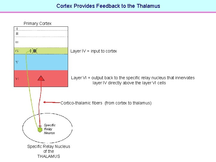 Cortex Provides Feedback to the Thalamus Primary Cortex Layer IV = input to cortex