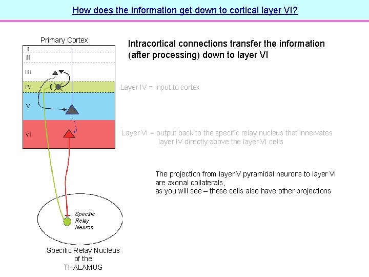 How does the information get down to cortical layer VI? Primary Cortex Intracortical connections
