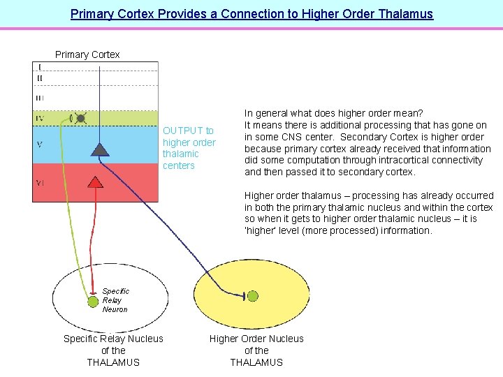 Primary Cortex Provides a Connection to Higher Order Thalamus Primary Cortex OUTPUT to higher
