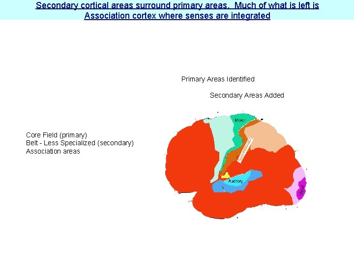 Secondary cortical areas surround primary areas. Much of what is left is Association cortex