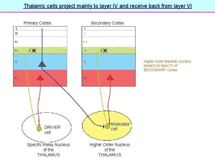 Thalamic cells project mainly to layer IV and receive back from layer VI Primary