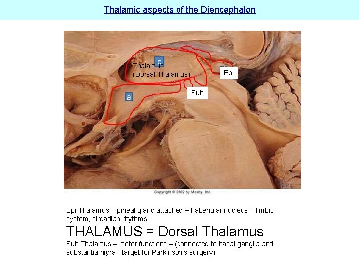 Thalamic aspects of the Diencephalon Thalamus (Dorsal Thalamus) Epi Sub Epi Thalamus – pineal