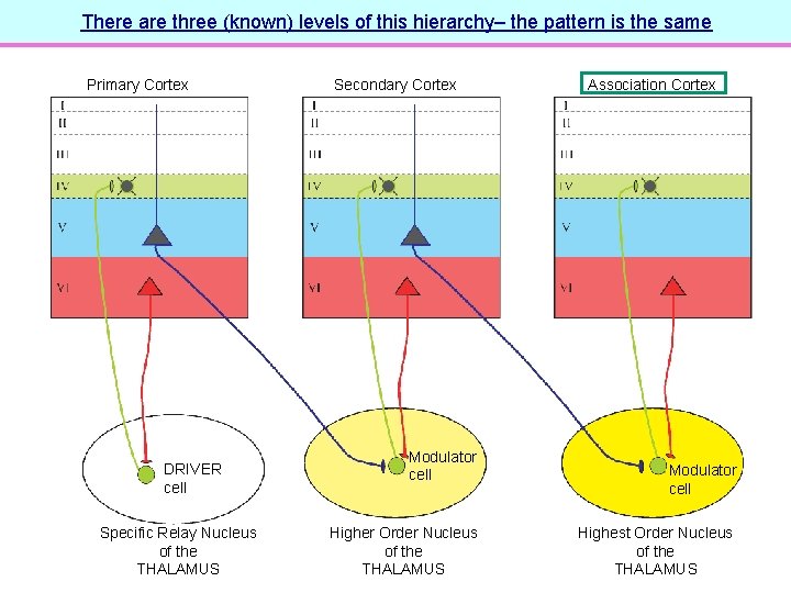 There are three (known) levels of this hierarchy– the pattern is the same Primary