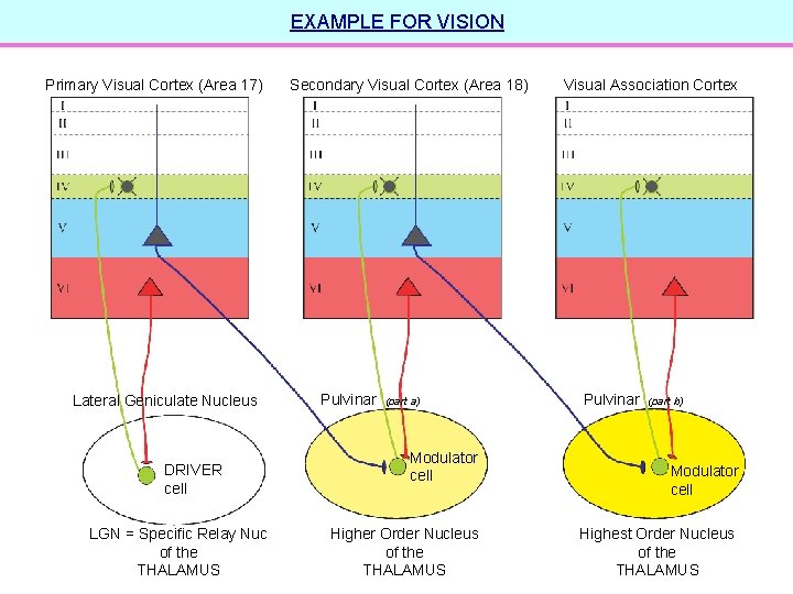 EXAMPLE FOR VISION Primary Visual Cortex (Area 17) Lateral Geniculate Nucleus DRIVER cell LGN