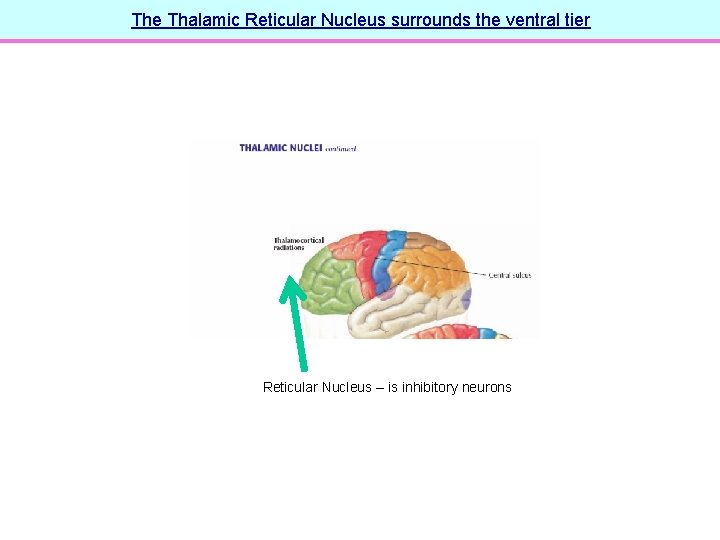 The Thalamic Reticular Nucleus surrounds the ventral tier Reticular Nucleus – is inhibitory neurons