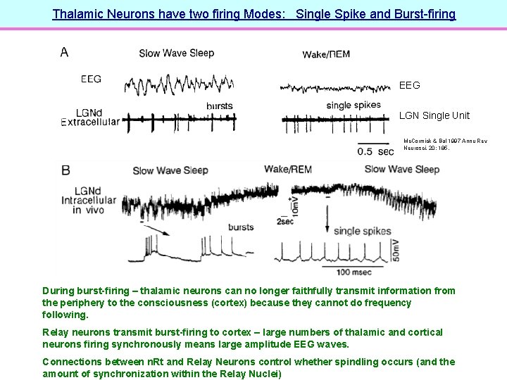 Thalamic Neurons have two firing Modes: Single Spike and Burst-firing EEG LGN Single Unit