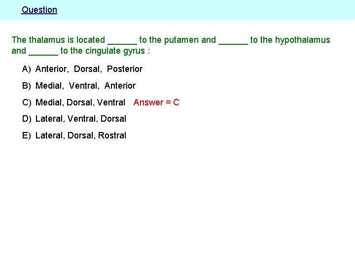 Question The thalamus is located ______ to the putamen and ______ to the hypothalamus