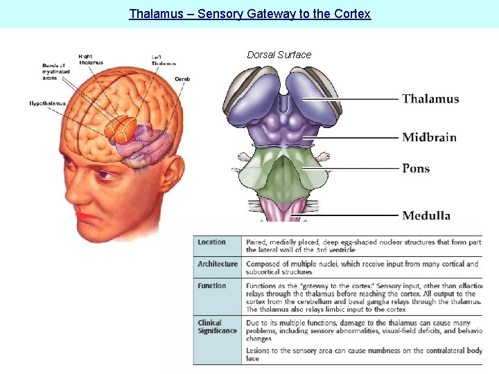 Thalamus – Sensory Gateway to the Cortex Dorsal Surface 