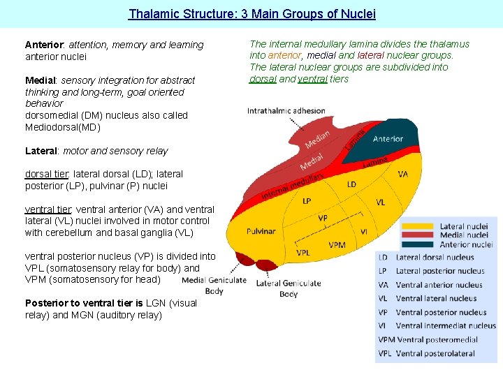 Thalamic Structure: 3 Main Groups of Nuclei Anterior: attention, memory and learning anterior nuclei