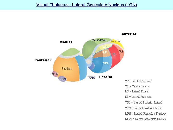 Visual Thalamus: Lateral Geniculate Nucleus (LGN) Anterior Medial Mediodorsal Anterior LD LP Posterior VL
