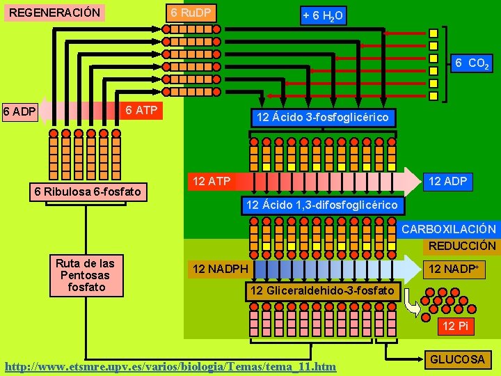 REGENERACIÓN 6 Ru. DP + 6 H 2 O 6 CO 2 6 ATP