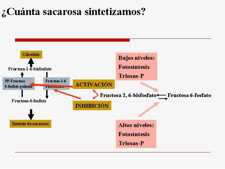 ¿Cuánta sacarosa sintetizamos? Glicolisis Bajos niveles: Fotosíntesis Triosas-P Fructosa-1 -6 -bisfosfato PP-Fructosa 6 -fosfato